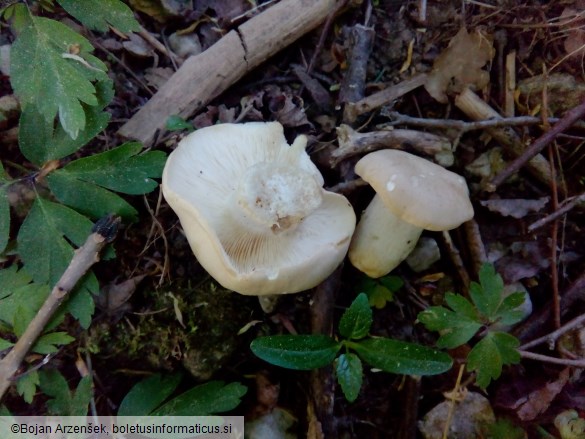 Calocybe gambosa