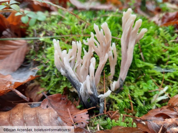 Clavulina cinerea