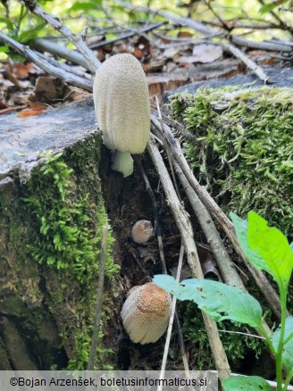 Coprinellus domesticus