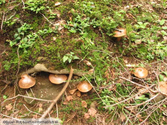 Xerocomus badius