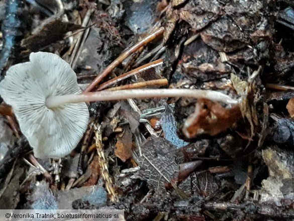 Baeospora myosura