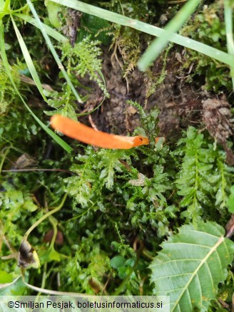 Cordyceps militaris