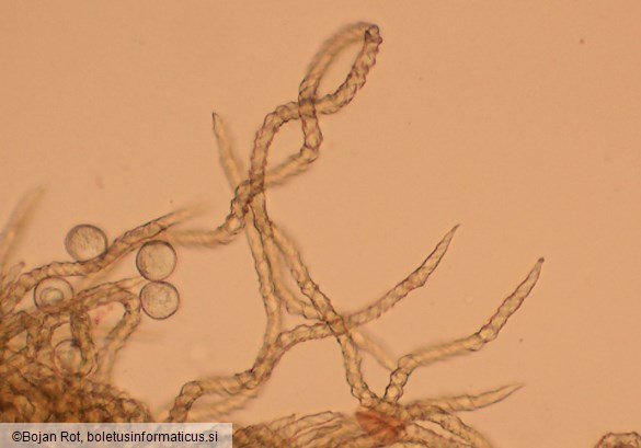 Trichia varia