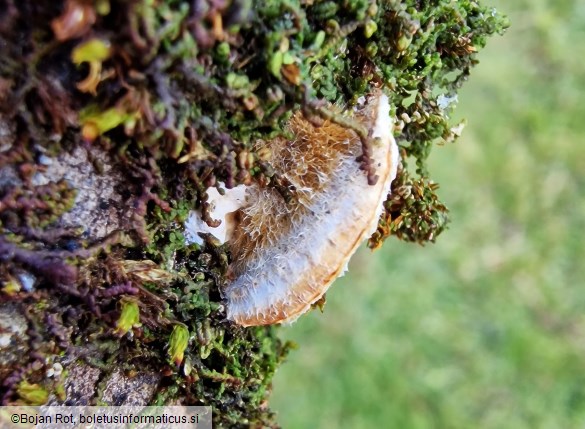 Coriolopsis trogii