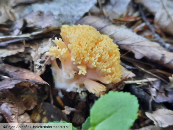 Ramaria flavosalmonicolor