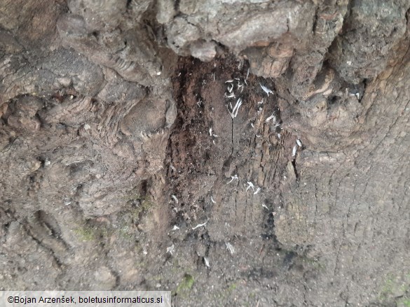 Xylaria hypoxylon