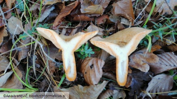 Lactarius deliciosus