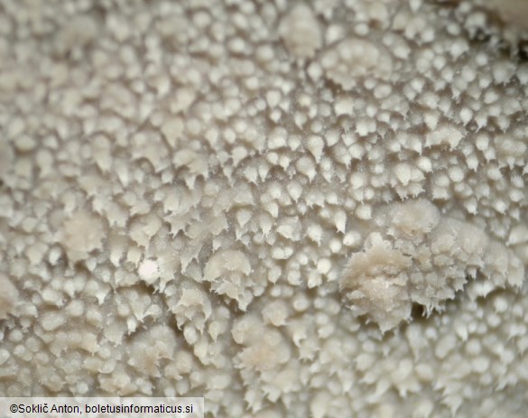 Hyphodermella corrugata