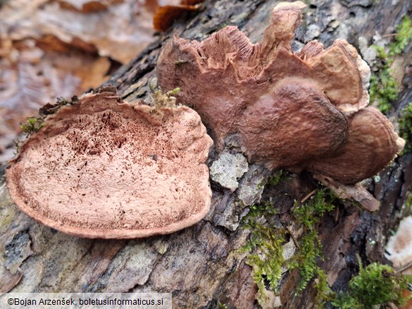 Hapalopilus nidulans