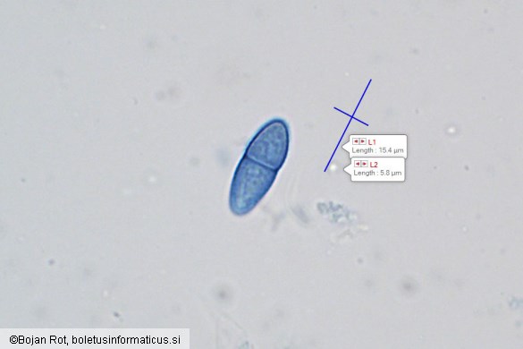 Neonectria punicea