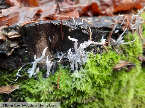Xylaria hypoxylon