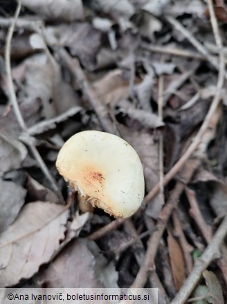 Flammulina elastica