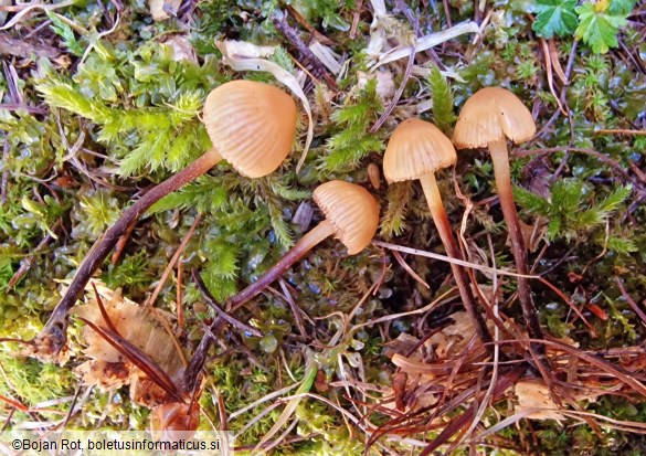 Galerina atkinsoniana