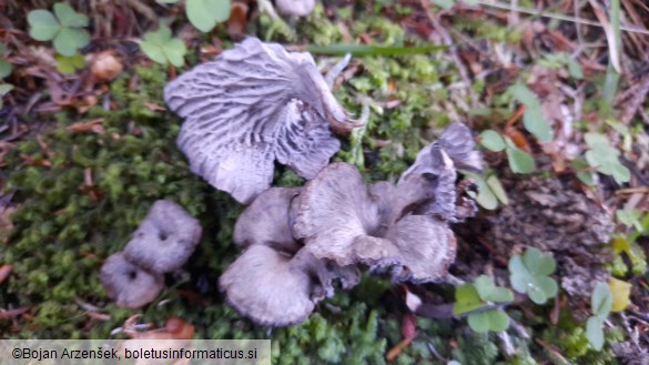 Cantharellus cinereus