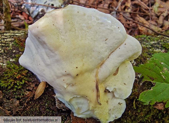 Tyromyces chioneus