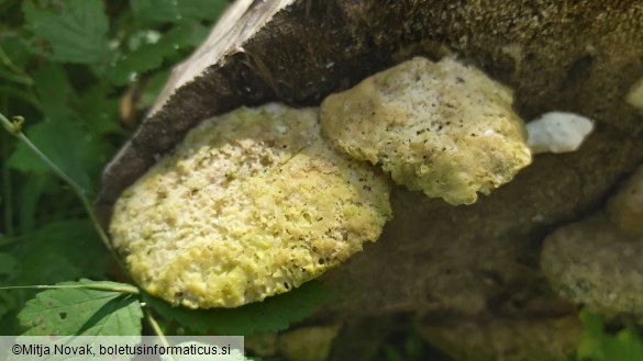 Trametes suaveolens