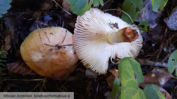 Russula subfoetens