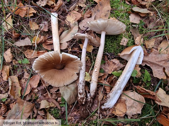Amanita spadicea