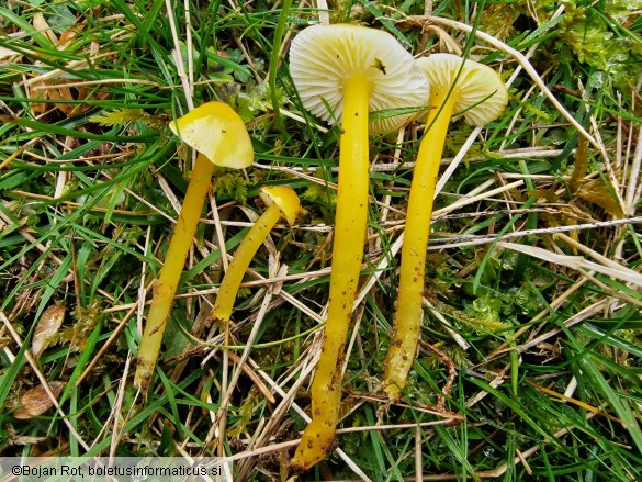 Hygrocybe glutinipes