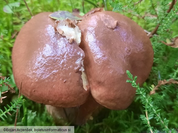 Suillus luteus
