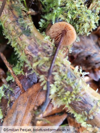 Macrocystidia cucumis