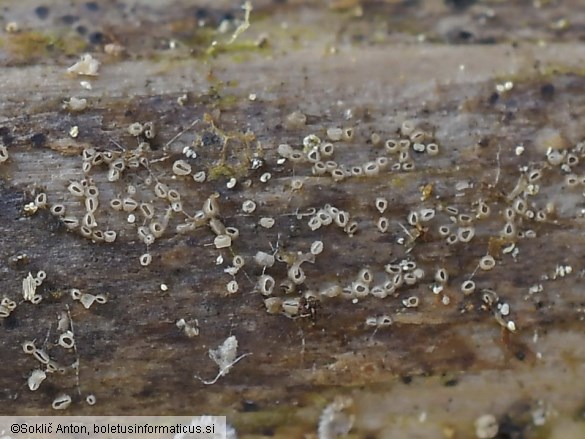 Olla millepunctata