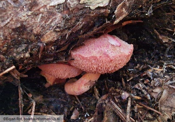 Chalciporus rubinus