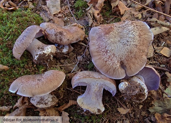 Phlegmacium glaucopus