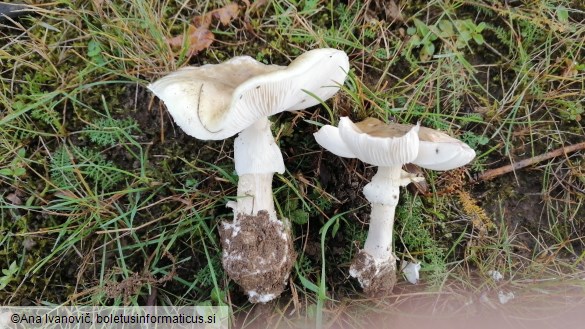 Limacella illinita
