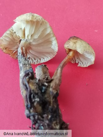 Flammulina elastica