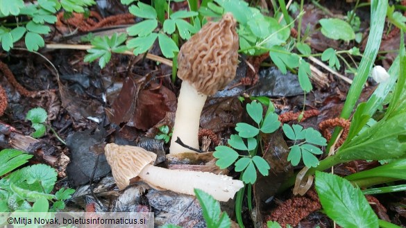 Verpa bohemica