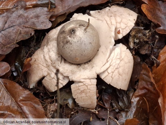Geastrum triplex
