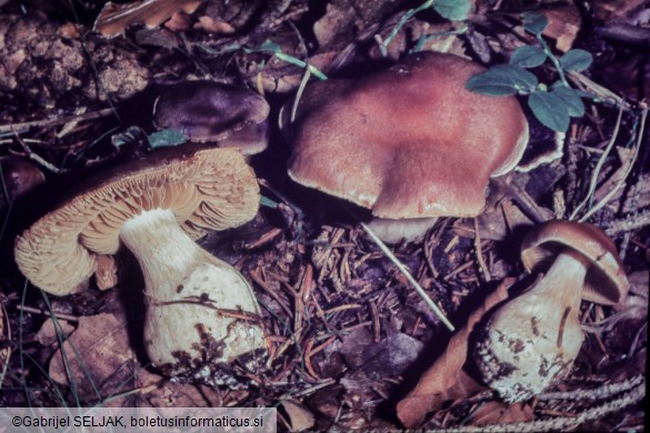 Cortinarius triformis
