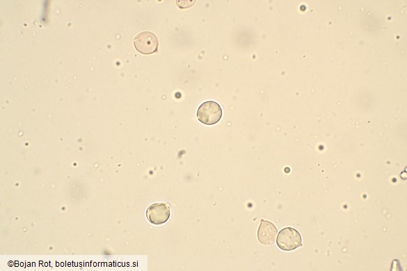 Hydnum melitosarx