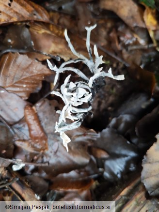 Xylaria hypoxylon