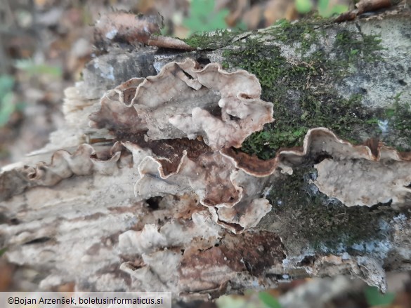 Porostereum spadiceum