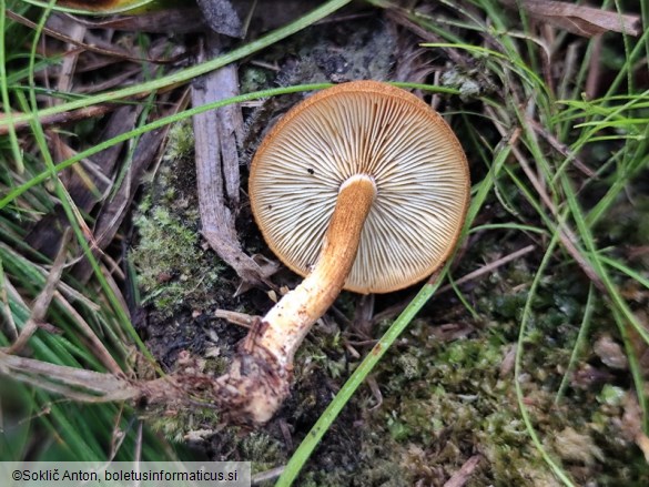 Tricholomopsis flammula