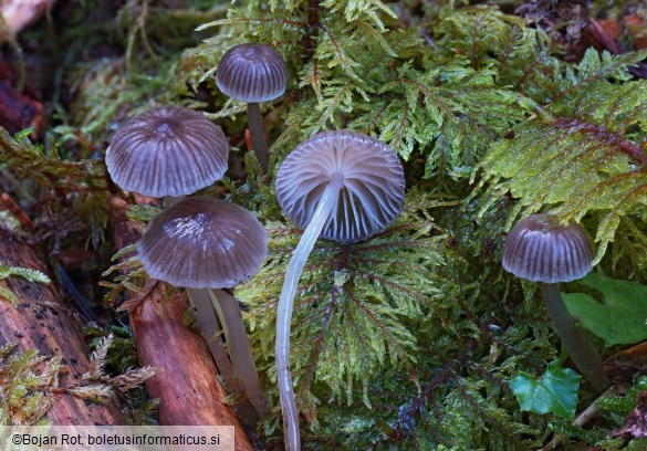 Mycena vulgaris
