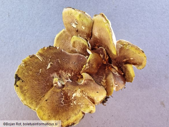 Laeticutis cristata