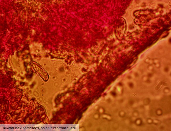 Ramaria botrytis