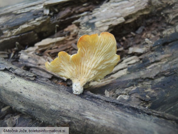 Neofavolus suavissimus