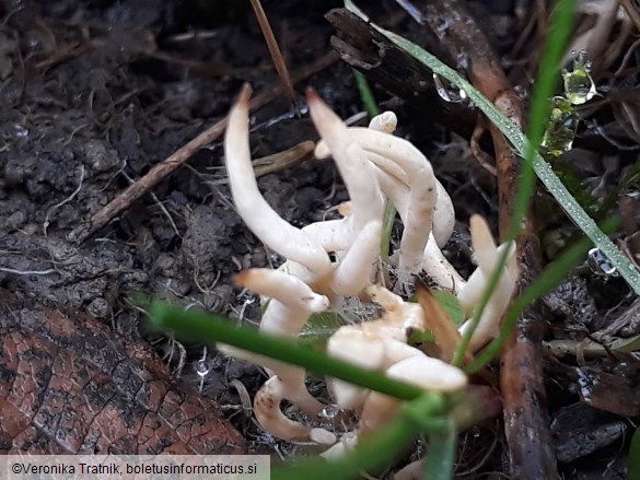 Clavaria fragilis