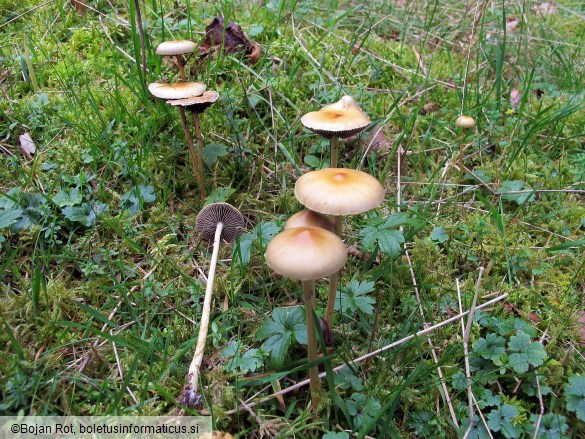 Protostropharia luteonitens