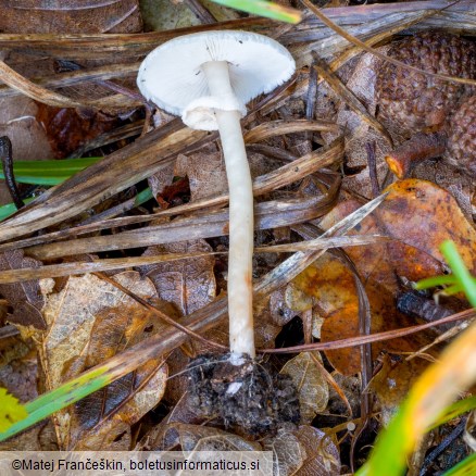 Lepiota cristata