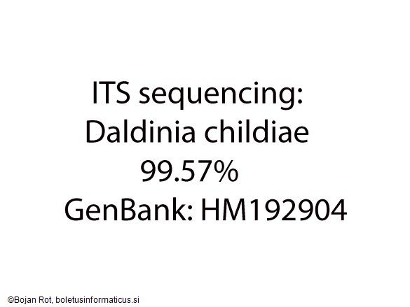 Daldinia childiae
