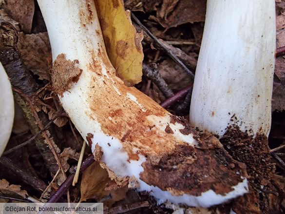 Tricholoma stiparophyllum