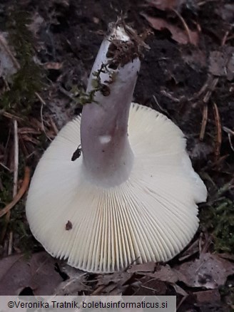 Russula amoena