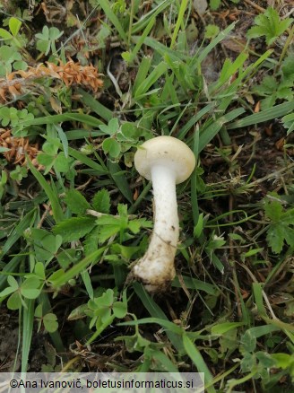 Agrocybe dura