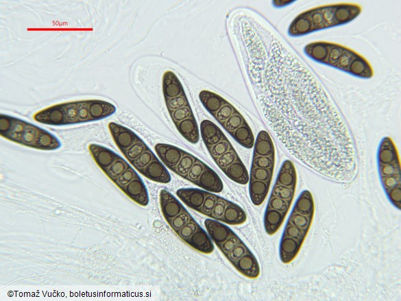Massaria ulmi