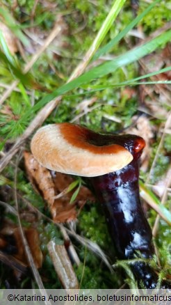 Ganoderma valesiacum